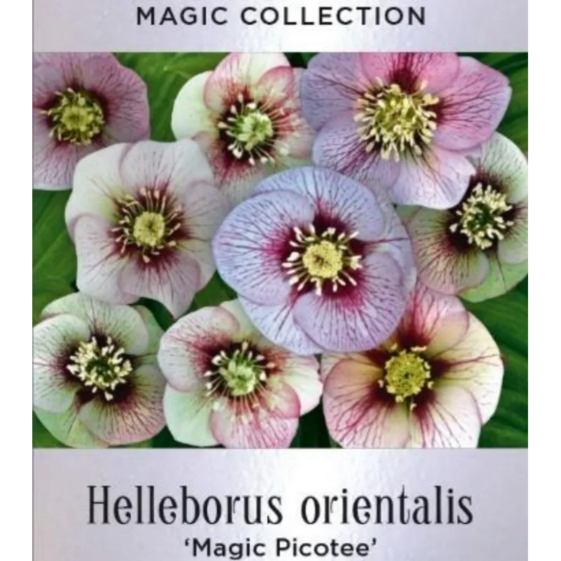 Čėras (eleboras) - Helleborus orientalis MAGIC PICOTEE
