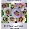 Helleborus orientalis MAGIC PICOTEE