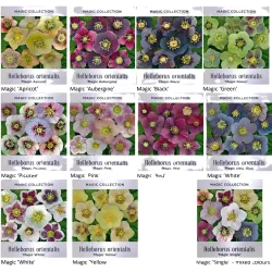 Helleborus orientalis MAGIC PICOTEE