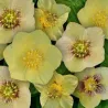 Čėras (eleboras) - Helleborus orientalis MAGIC YELLOW