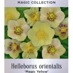 Čėras (eleboras) - Helleborus orientalis MAGIC YELLOW