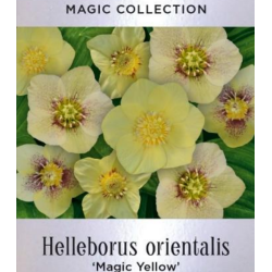 Helleborus orientalis MAGIC YELLOW