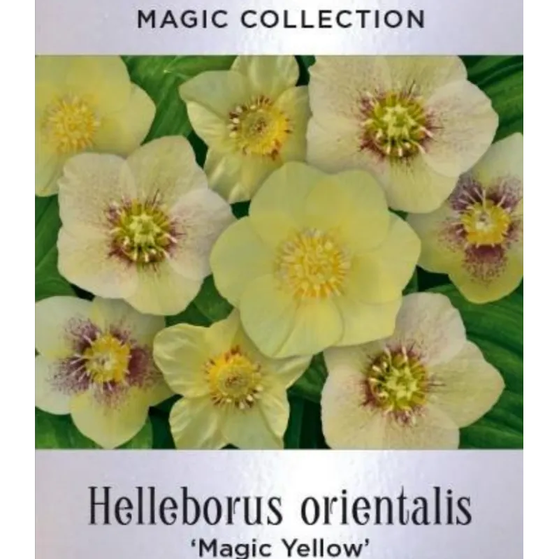 Helleborus orientalis MAGIC YELLOW
