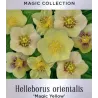 Čėras (eleboras) - Helleborus orientalis MAGIC YELLOW