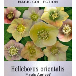 Čėras (eleboras) - Helleborus orientalis MAGIC APRICOT