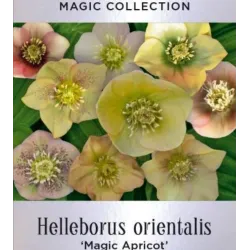 Čėras (eleboras) - Helleborus orientalis MAGIC APRICOT