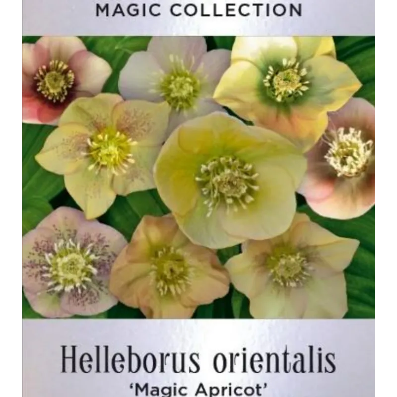 Helleborus orientalis MAGIC APRICOT