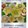 Čėras (eleboras) - Helleborus orientalis MAGIC APRICOT