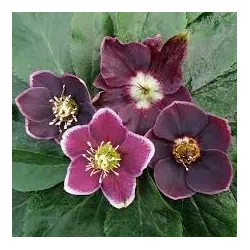 Čėras (eleboras) - Helleborus orientalis MAGIC AUBERGINE