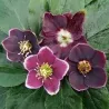 Helleborus orientalis MAGIC AUBERGINE