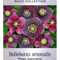 Helleborus orientalis MAGIC AUBERGINE