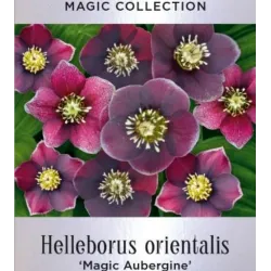 Helleborus orientalis MAGIC AUBERGINE