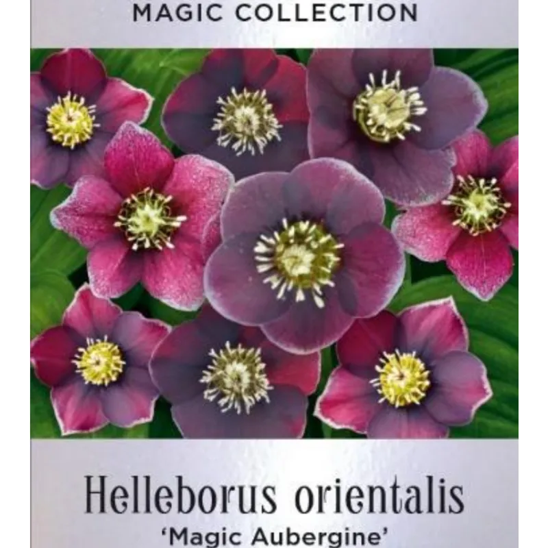Čėras (eleboras) - Helleborus orientalis MAGIC AUBERGINE