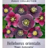 Čėras (eleboras) - Helleborus orientalis MAGIC AUBERGINE