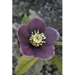 Helleborus orientalis MAGIC AUBERGINE