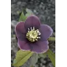 Helleborus orientalis MAGIC AUBERGINE