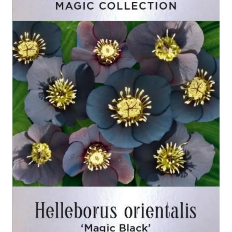 Čėras (eleboras) - Helleborus orientalis MAGIC WHITE