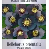 Čėras (eleboras) - Helleborus orientalis MAGIC WHITE