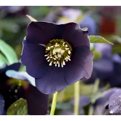 Čėras (eleboras) - Helleborus orientalis MAGIC WHITE