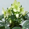 Čėras (eleboras) - Helleborus orientalis MAGIC GREEN