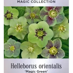 Čėras (eleboras) - Helleborus orientalis MAGIC GREEN