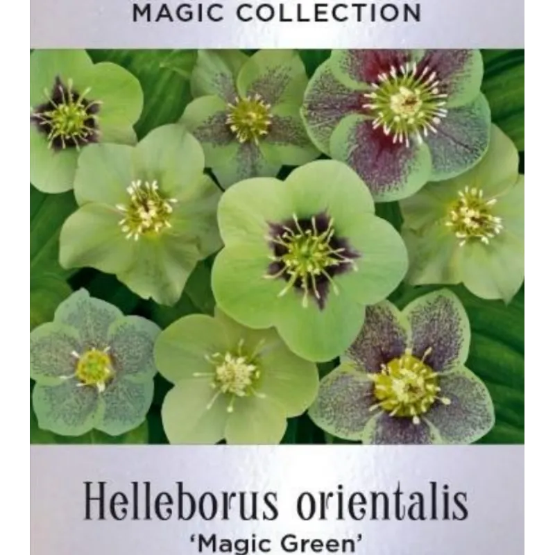 Čėras (eleboras) - Helleborus orientalis MAGIC GREEN