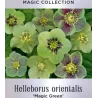 Čėras (eleboras) - Helleborus orientalis MAGIC GREEN