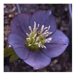 Čėras (eleboras) - Helleborus orientalis SLATY BLUE
