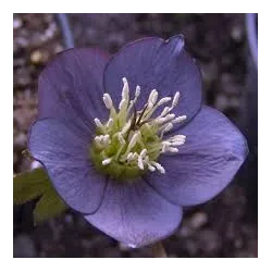 Čėras (eleboras) - Helleborus orientalis SLATY BLUE