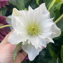Helleborus orientalis MAGIC DOUBLE WHITE