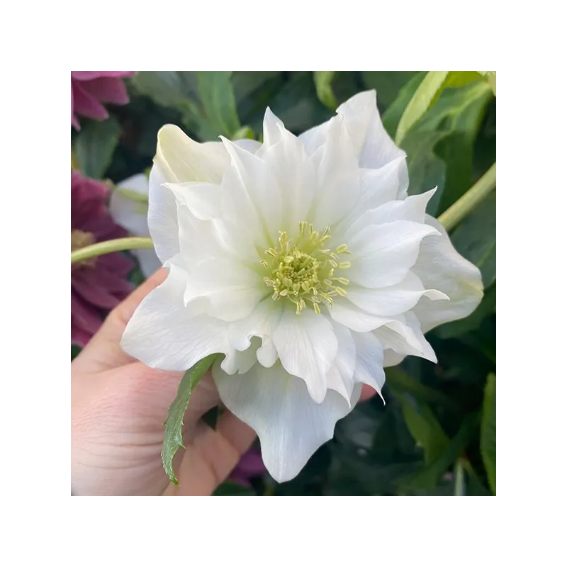 Čėras (eleboras) - Helleborus orientalis MAGIC DOUBLE WHITE