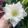 Čėras (eleboras) - Helleborus orientalis MAGIC DOUBLE WHITE
