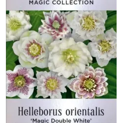 Čėras (eleboras) - Helleborus orientalis MAGIC DOUBLE WHITE