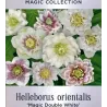 Čėras (eleboras) - Helleborus orientalis MAGIC DOUBLE WHITE