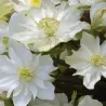 Helleborus orientalis MAGIC DOUBLE WHITE