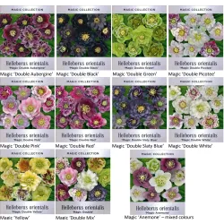 Čėras (eleboras) - Helleborus orientalis MAGIC WHITE