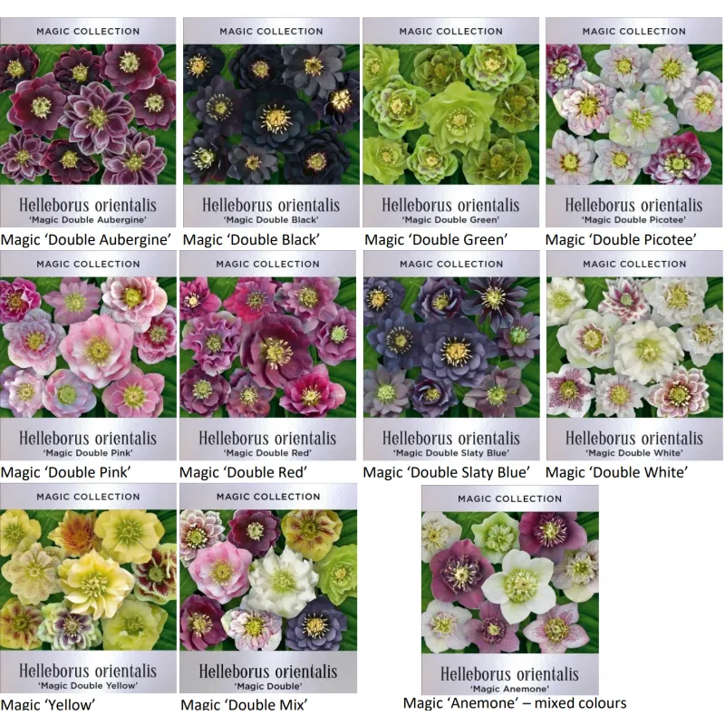 Čėras (eleboras) - Helleborus orientalis MAGIC WHITE