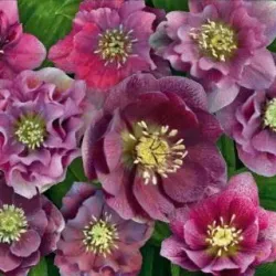 Helleborus orientalis MAGIC DOUBLE RED