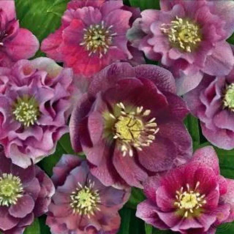 Helleborus orientalis MAGIC DOUBLE RED