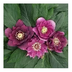 Helleborus orientalis MAGIC DOUBLE RED