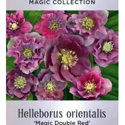 Helleborus orientalis MAGIC DOUBLE RED
