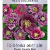 Helleborus orientalis MAGIC DOUBLE RED