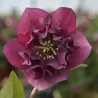 Helleborus orientalis MAGIC DOUBLE RED