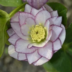 Čėras (eleboras) - Helleborus orientalis MAGIC DOUBLE PICOTEE