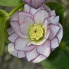 Čėras (eleboras) - Helleborus orientalis MAGIC DOUBLE PICOTEE