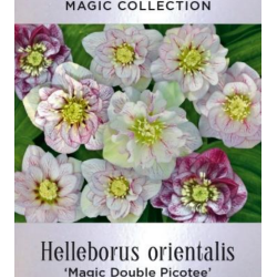 Helleborus orientalis MAGIC DOUBLE PICOTEE