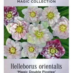 Helleborus orientalis MAGIC DOUBLE PICOTEE