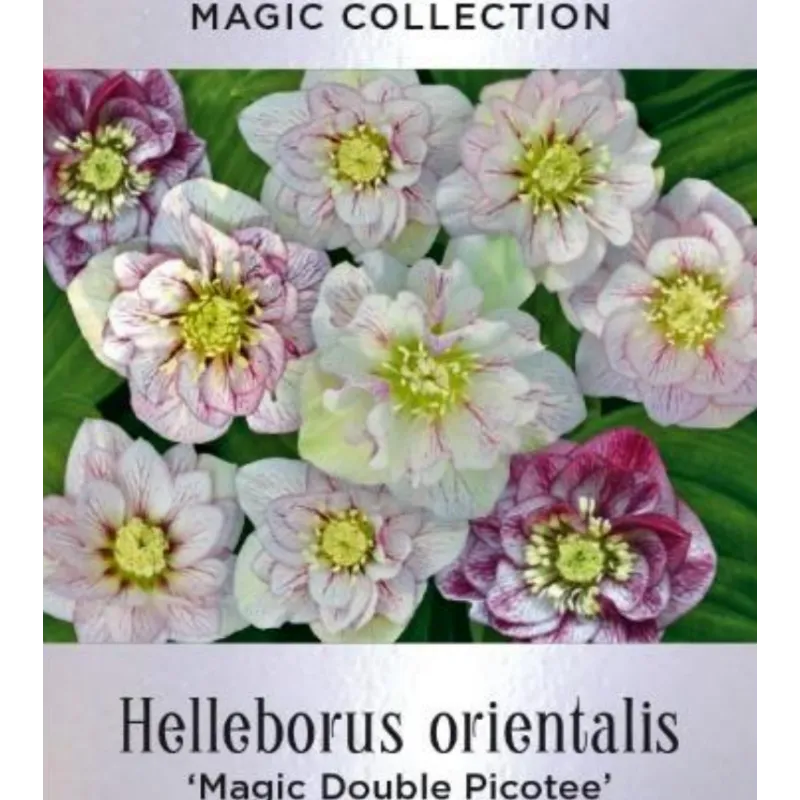 Čėras (eleboras) - Helleborus orientalis MAGIC DOUBLE PICOTEE
