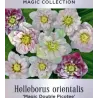 Čėras (eleboras) - Helleborus orientalis MAGIC DOUBLE PICOTEE