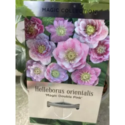 Čėras (eleboras) - Helleborus orientalis MAGIC DOUBLE PINK